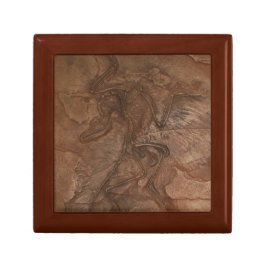 Fóssil do Archaeopteryx - caixa de presente