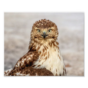 Foto 10x8 Hawk imaturo de pele vermelha no chão