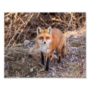 Foto 10x8 Red Fox por perto e pessoal