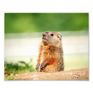 Foto 10x8 Young Groundhog