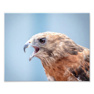 Foto 10x Red Ombro Hawk
