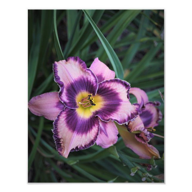 Foto 11"x14" diariamente (Frente)