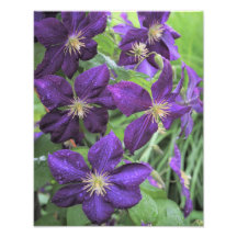 11"x14" Purple Clematis