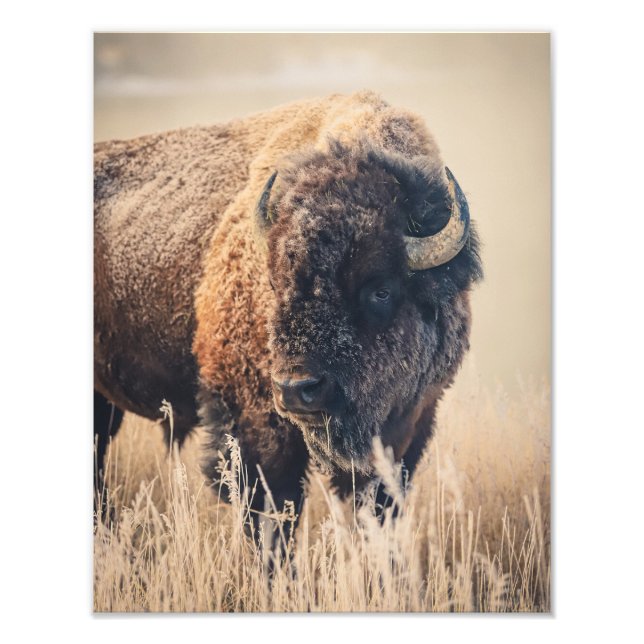 Foto 11 x 14 Print - Frosty Morning (Frente)