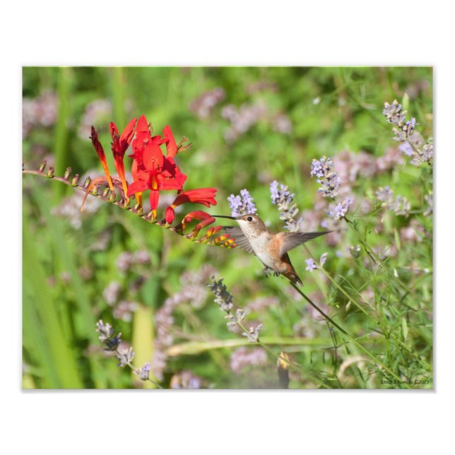 Foto 11X14 Amantes do Hummingbird (Frente)