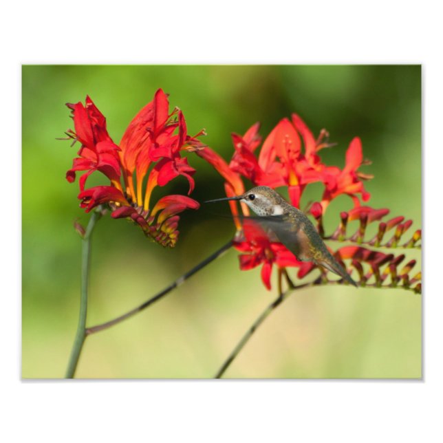 Foto 11X14 Amantes do Hummingbird (Frente)