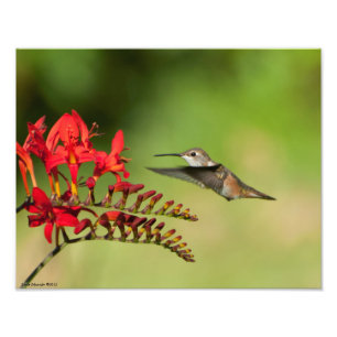 Foto 11X14 Amantes do Hummingbird