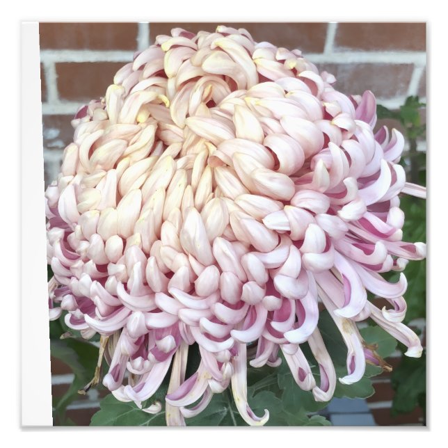 Foto 12"x12" Chrysanthemum (Frente)