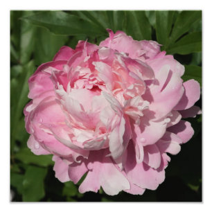 Foto 12"x12", cor-de-rosa