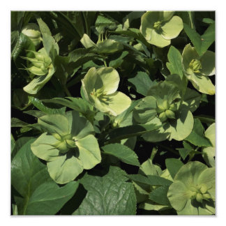 Foto 12" x12" Green Hellebore