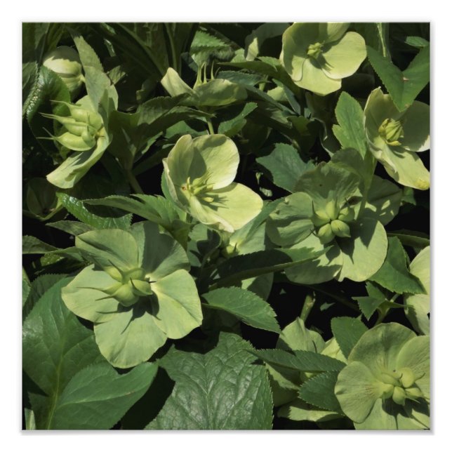 Foto 12" x12" Green Hellebore (Frente)