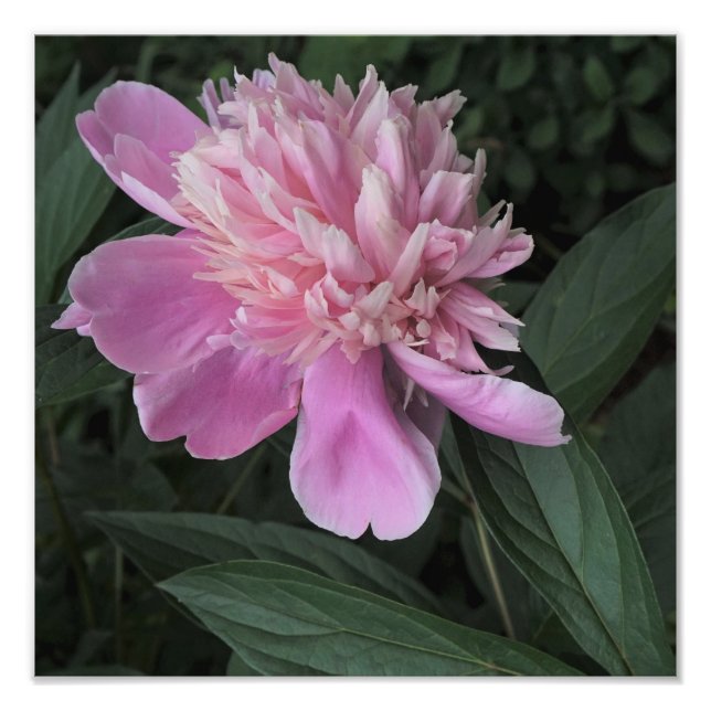 Foto 12"x12" Pink Peony (Frente)