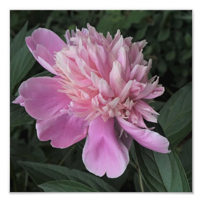Foto 12"x12" Pink Peony (Frente)