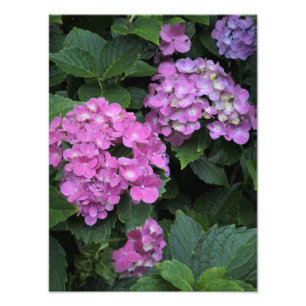 Foto 12"x16" - Hydrangea cor-de-rosa