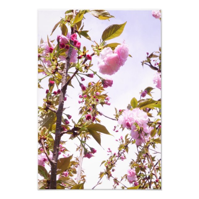 Foto 13"x19" Flores de Cerejeira (Frente)