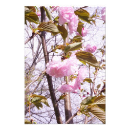 Foto 13"x19" Flores de Cerejeira