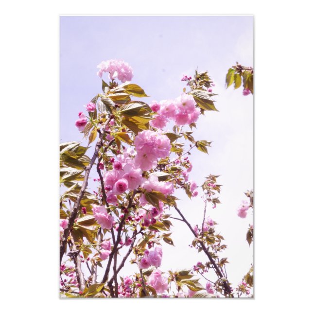 Foto 13"x19" Flores de Cerejeira (Frente)