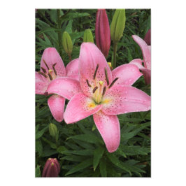 Foto 13"x19" Lírio Rosa