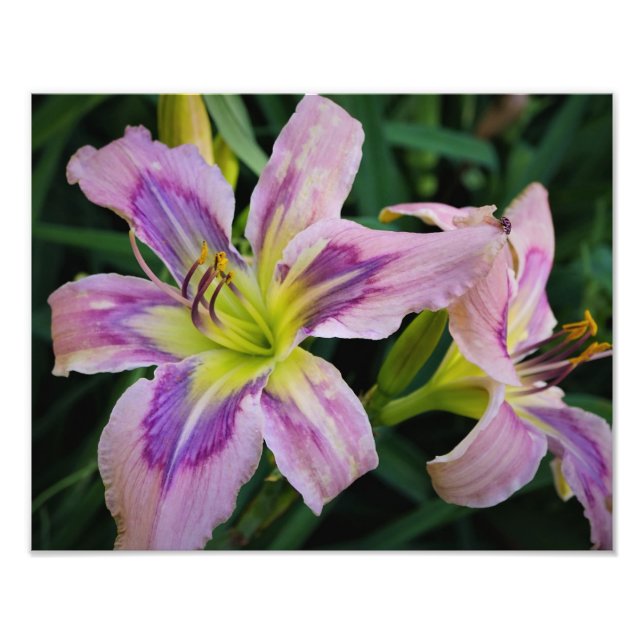 Foto 14"x11" (Frente)