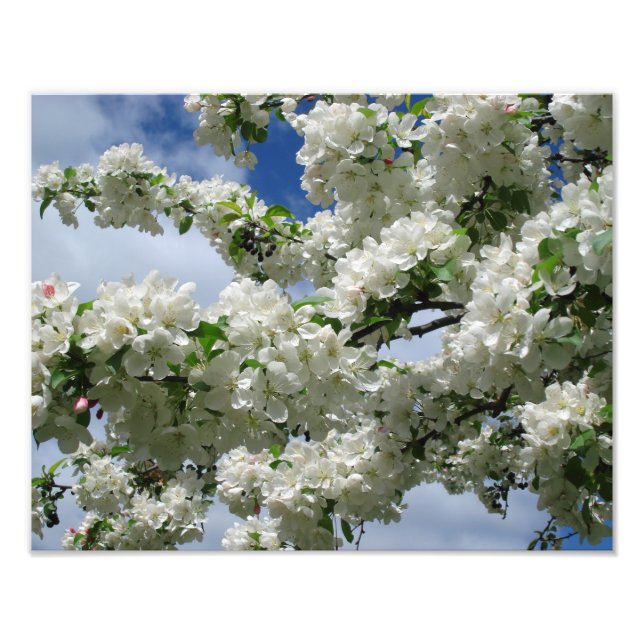 Foto 14"x11" de abacaxi (Frente)