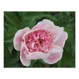 Foto 14"x11" - Peony rosa