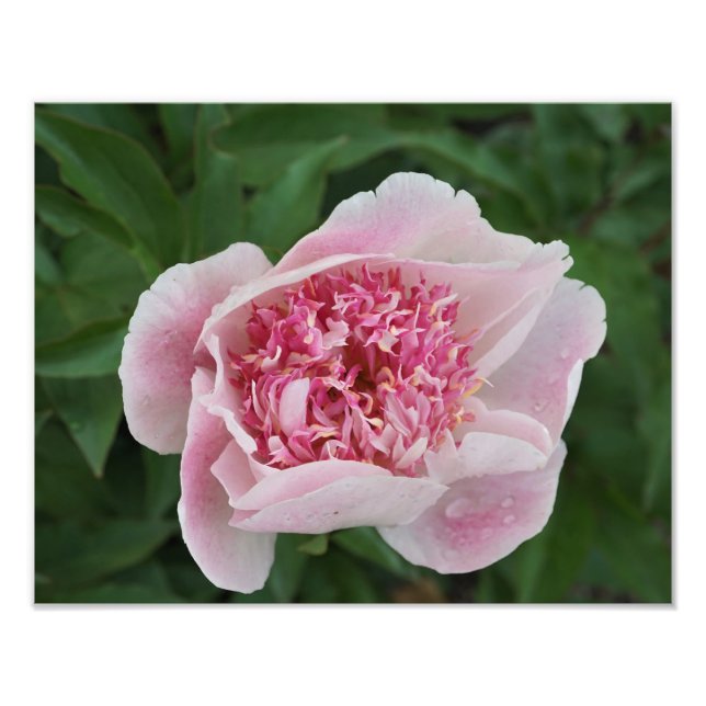 Foto 14"x11" - Peony rosa (Frente)