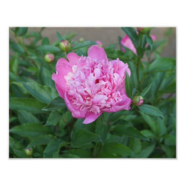Foto 14"x11" - Peony rosa (Frente)