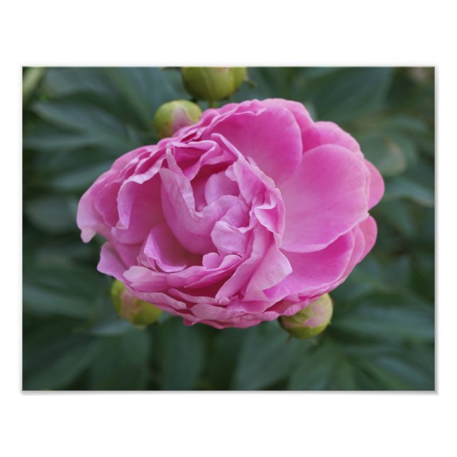 Foto 14"x11" - Peony rosa (Frente)
