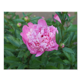 Foto 14"x11" Pink Peony