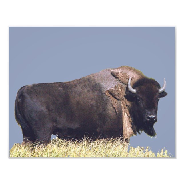 Foto 14" x 11", Kodak Professional Photo Paper (Satin) (Frente)