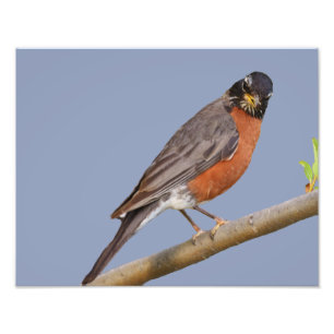 Foto 14" x 11", Kodak Professional Photo Paper (Satin)