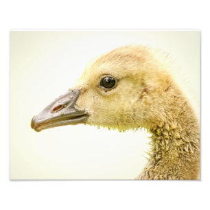 Foto 14x11 Ganso Canadiano (Gosling)