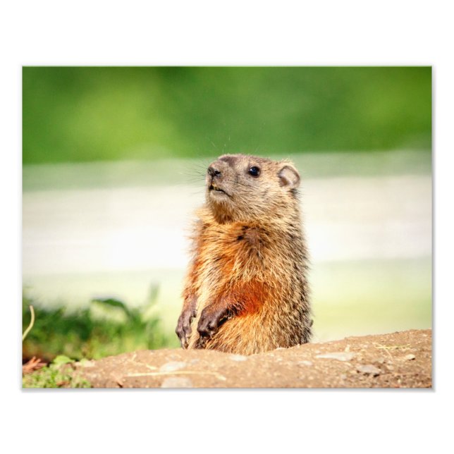 Foto 14x11 Young Groundhog (Frente)
