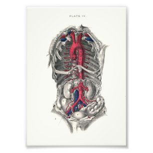 Foto 1895 artérias do impressão da anatomia do ser