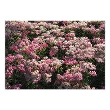 19"x13" Achillea Rosa
