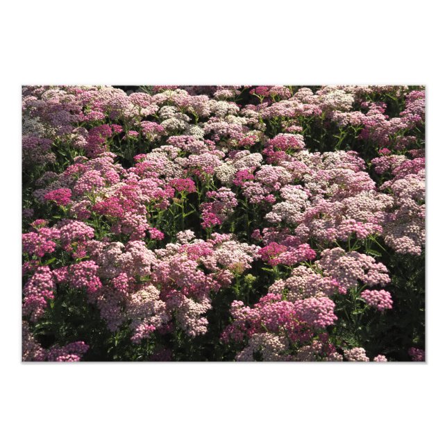 Foto 19"x13" Achillea Rosa (Frente)