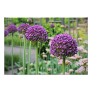 Foto 19"x13" Allium