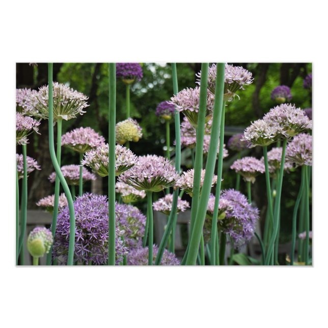 Foto 19"x13" Allium (Frente)