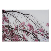 19"x13" Botões de Flor de Cerejeira