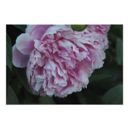 Foto 19"x13" Peônia Rosa