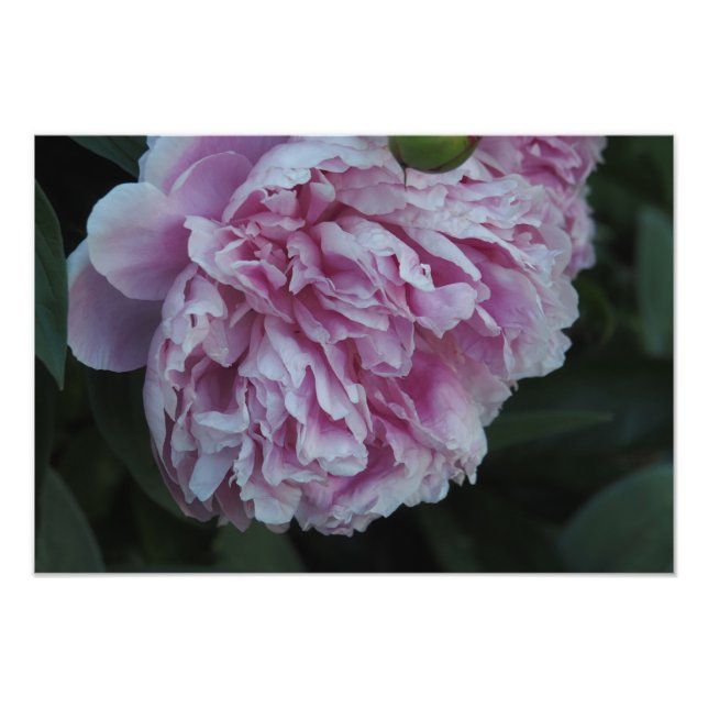 Foto 19"x13" Peônia Rosa (Frente)