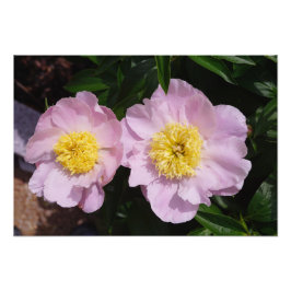Foto 19"x13" Peônias Rosa