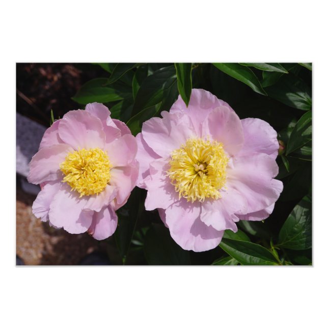 Foto 19"x13" Peônias Rosa (Frente)