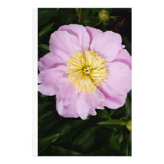 Foto 24"x36" Pink Peony