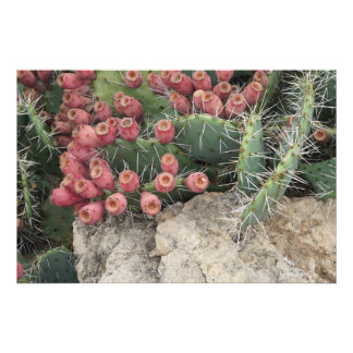 Foto 36"x24" - Altura rápida