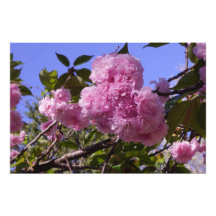 36"x24" Flores de Cerejeira
