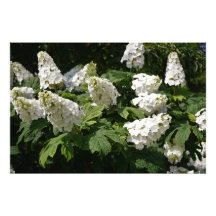 36"x24" Oakleaf Hydrangea