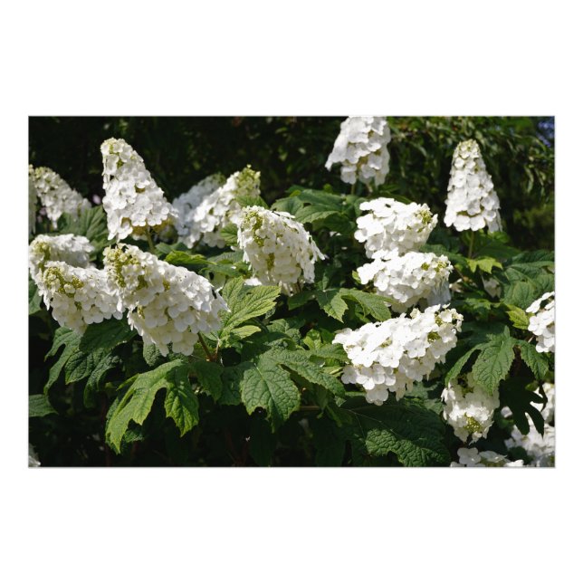 Foto 36"x24" Oakleaf Hydrangea (Frente)