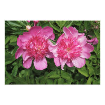 36 "x24" - Peônias cor-de-rosa