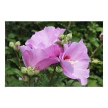 36"x24" Rosa de Sharon